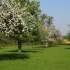 Orchard